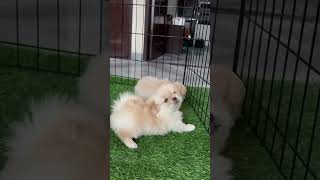 PEKINGESE PUPPY AVAILABLE pekingese dogs maltipoopuppy shortsfeed pets [upl. by Sharity]