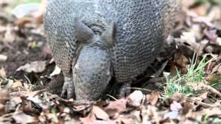 9 Banded Armadillo [upl. by Bullen306]