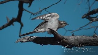 Pallid Cuckoo  Cacomantis pallidus [upl. by Oribelle596]