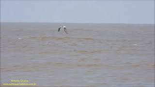 Blackbrowed Albatross flying over waves Uruguay by Antonio Silveira [upl. by Llamaj]