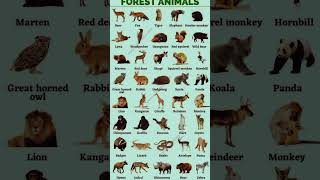 English vocabulary related to forest animal with picturesenglishvocabularylearnenglishimprove [upl. by Zared]