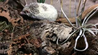 Bioactive African pygmy hedgehog vivarium [upl. by Anniala498]