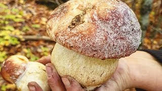 Funghi porcini Boletus pinophilus 2024  Masterpieces of nature from the Carpathian mountains [upl. by Elene]