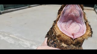 Large open mouth view of a Nightjar Bird  Mississippi Wildlife [upl. by Petit]