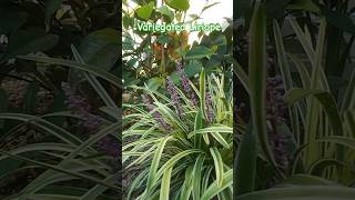 Variegated Liriope Gardens and Palms [upl. by Ilwain]