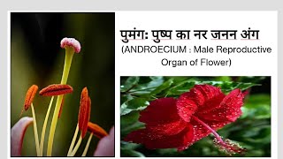 Sexual Reproduction in Flowering plantsLecture2Androecium पुमंगClass 12Target Board NEET 2025 [upl. by Crandale]