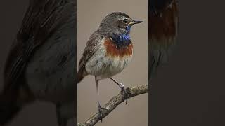 Sound of Nature  Bluethroat shortvideo natureandbirdssoundsrelaxingmusic [upl. by Edak70]