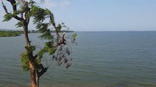 Almatti Dam on the Krishna River [upl. by Aliuqet]