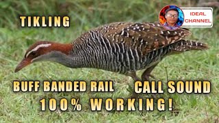 Tunog ng tikling  Buff banded rail   Ideal Channel mix vlog [upl. by Irolav]