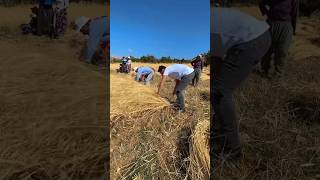 Nomadic women and men reap crops with sickles in the threshing field keşfet reels köy köyhayatı [upl. by Danika]