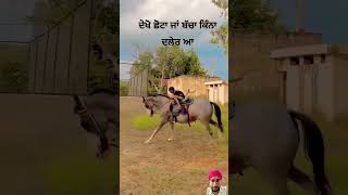 punjabi horse horselover horseriding love [upl. by Katlin]