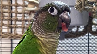 7 hours of conure parakeet singing and calling sounds [upl. by Franek]