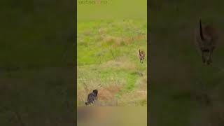 जब मां kangaroo 🦘 एक जंगली wolf 🐺 से भाग rhi थी तब baby kangaroo 🦘 गलती से pooch से गिर जाता hai😮🥹 [upl. by Grof]