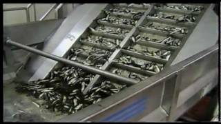 08 Grading of pelagic fish in processing plant [upl. by Ahsaetan851]