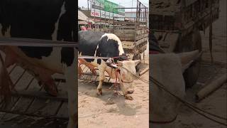 Biggest Cow Unloading। Cow Unloading। Gorur Haat। cow videos। gorurhat cow গরু গরুরহাট bull [upl. by Eirellam]