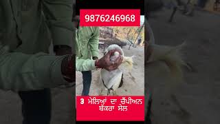 3 mela champion 🏆🏆 bakra sale 3 ਮੇਲਿਆਂ ਦਾ ਚੈਂਪੀਅਨ ਬੱਕਰਾ ਸੇਲ [upl. by Anailuig]