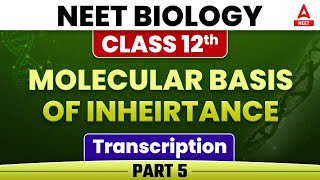 Transcription  MOLECULAR BASISOF INHEIRTANCE  Part 5  Class 12NEET Biology Chapter 6 [upl. by Namialus76]