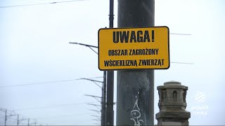 Wścieklizna na Mazowszu Od teraz obowiązek szczepień dla kotów [upl. by Otrebla]