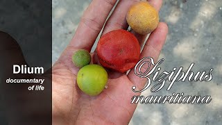 Indian jujube Ziziphus mauritiana [upl. by Komara]