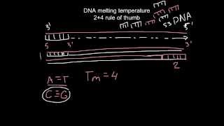 How to calculate melting temperature of DNA quot24 rule of thumbquot [upl. by Mirak988]