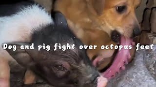 Dog and pig fight over octopus feet cutepet dog [upl. by Anirtek]