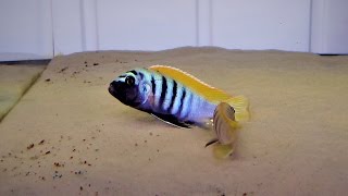 Cynotilapia Zebroides Jalo Reef F1 [upl. by Eiramannod763]