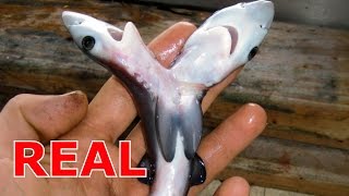 TWO HEADED SHARKS ARE REAL [upl. by Asenej]