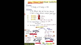 Sliding Filament Model of Muscle Contraction key points class12 [upl. by Slavic]