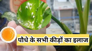 मिलीबग हो या काले कीड़े जड़ से सफाया सिर्फ एक बार डालेHow To Remove Mealybugs Instantly gardening [upl. by Nylynnej]