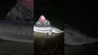 carphotography carpfishing carping fishing fish angling sturgeon sturgeonfishing fish [upl. by Nirot]