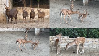 Deer Breeder Pairs  Deer Breeding Setup Visit  Rabbit Breeder Setup Visit  M Birds [upl. by Karita]