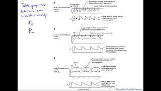 Axon cable properties determine propagation velocity [upl. by Siward923]