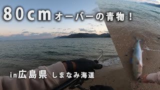 【ショアジギング】 80cmオーバー 広島のサーフで大型青物ゲットしました！ セットアッパーはホント良く釣れます [upl. by Etnahc76]