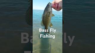 Bass  Fly Fishing flyfishing flyfishinglife bassfishinglife bassfishing reddington [upl. by Lewes]