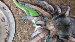 Pamphobeteus Mascara Birdeater chowing on a Anole Lizard [upl. by Aneehsal]