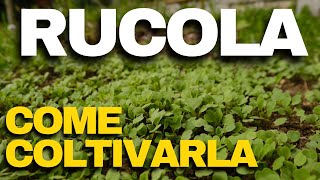 COME COLTIVARE la RUCOLA  per averla SEMPRE FRESCA nellORTO [upl. by Vas]