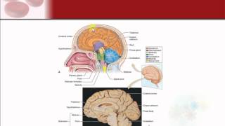 Chapter 9  The Nervous System [upl. by Janaye495]