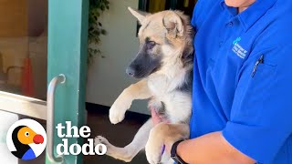 Terrified Puppy Completely Transforms When She Meets Another Dog  The Dodo [upl. by Karlie]