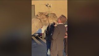 Celebration of life for Clyde the Camel [upl. by Melisa]