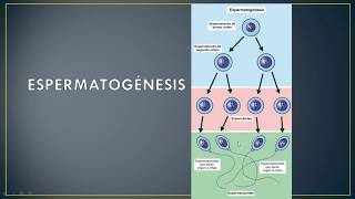 LA GAMETOGÉNESIS ESPERMATOGÉNESIS Y OVOGÉNESIS biología 10º [upl. by Calli]