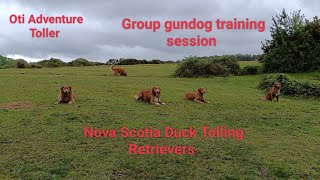 Nova Scotia Duck Tolling Retrievers  group gundog training session [upl. by Astrix]