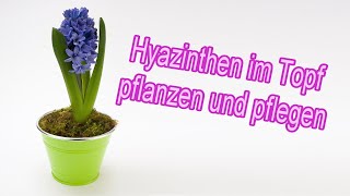 Hyazinthen im Topf pflanzen pflegen halten und überwintern Anleitung [upl. by Dronel]