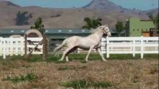 Lusitano Stallion Caetano For Sale [upl. by Gallenz]