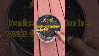 Jasmine propogation USA Backyard garden  jasmine  propagation  rooting plants  success [upl. by Amie730]