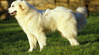 Leash Training for Great Pyrenees Building a Strong Bond [upl. by Winchester]