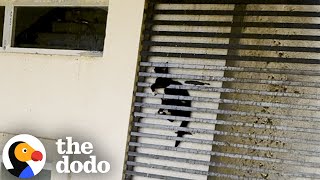 Cat Was Stuck Between Grates Of A 20Story Building  The Dodo [upl. by Wiltshire]