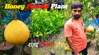 Honey Pomelo Plant  शहद पोमेलो पौधा  WhatsApp Contact 8926405481 [upl. by Mauldon338]