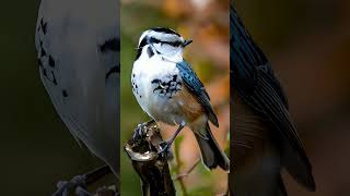 White breasted Nuthatch are known for their acrobatic ability to climb headfirst down tree trunks [upl. by Beckerman]