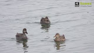 Gadwall call [upl. by Rosabel]