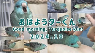 今朝のサザナミインコ 2024年10月まとめ [upl. by Arratahs]